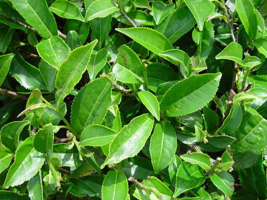 Camellia Sinensis: the tea plant